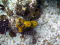   TUBE CORAL  